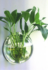 Wall-Mounted Fish Tank Vase - Creative Living Room Décor