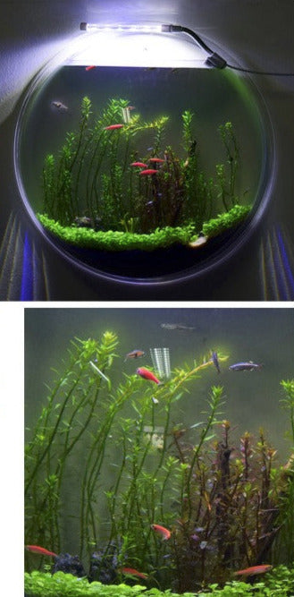 Wall-Mounted Fish Tank Vase - Creative Living Room Décor