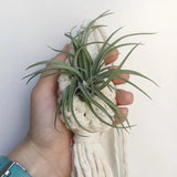 Handmade Green Macrame Plant Hanger - Julia M LifeStyles