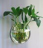 Wall-Mounted Fish Tank Vase - Creative Living Room Décor - Julia M LifeStyles