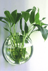 Wall-Mounted Fish Tank Vase - Creative Living Room Décor - Julia M LifeStyles