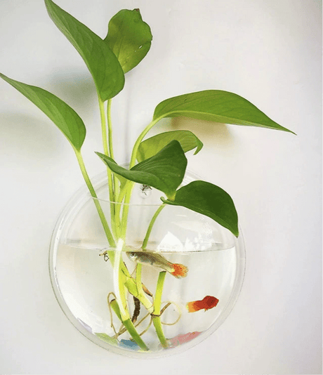 Wall - Mounted Fish Tank Vase - Creative Living Room Décor - Julia M LifeStyles